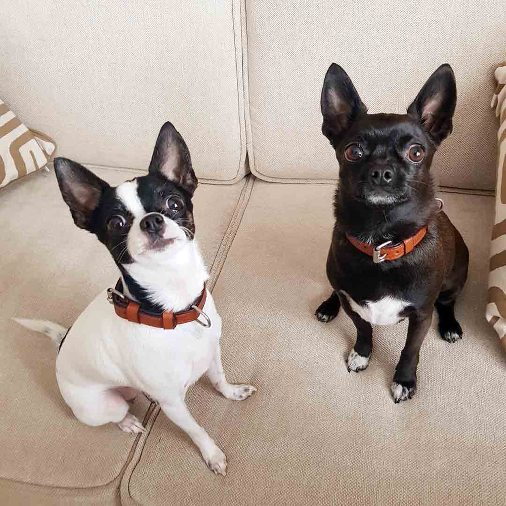 Collar Smoky para perros mini – Petculiari