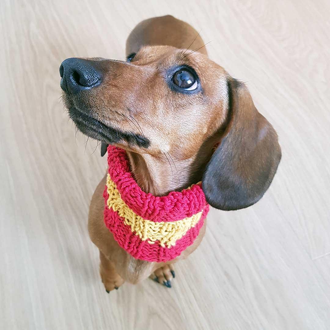 Pañuelo De Cuello Personalizado Para Perro - Cumpleaños Con Nombre Y Edad, Talla M, Material Poliéster